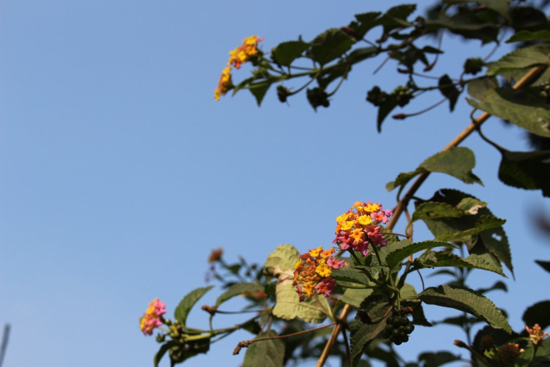THE GENTLE RESET RITUALS