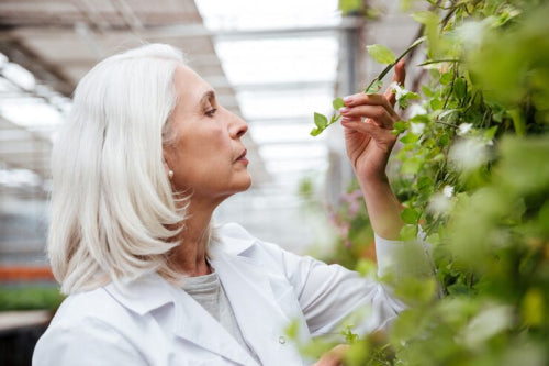 The Science of Herbal Anti-Aging Formulations
