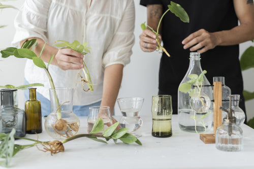 What Makes Botanical Ingredients Effective for Healthy Skin