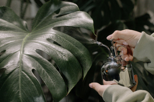 How Botanical Face Mists Support Fresh, Hydrated Skin