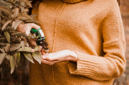 Ma Earth Botanicals' Commitment to Purity: What Goes Into Every Product