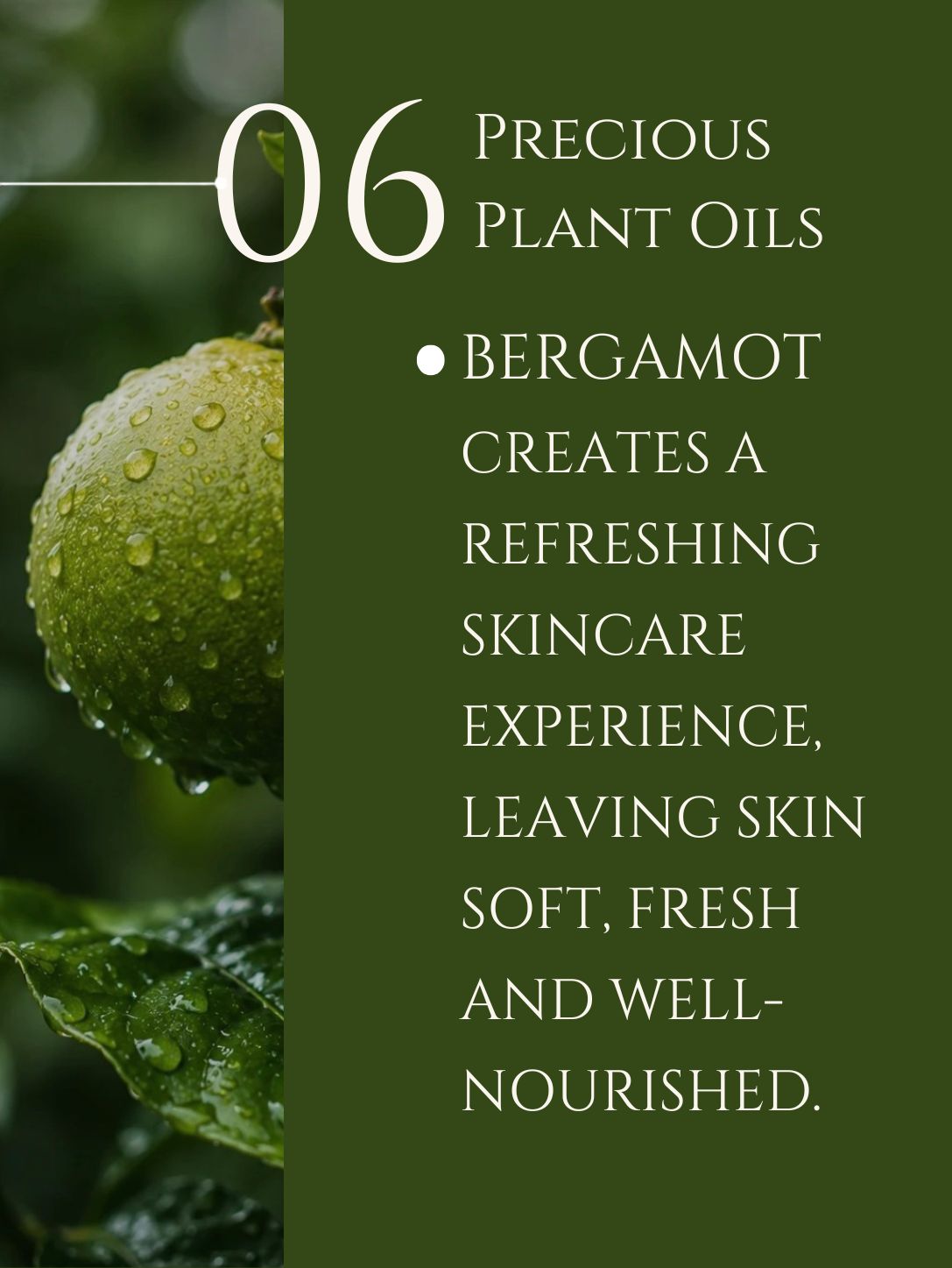 BODY CLEANSER No 6. BERGAMOT ALOE VERA | BASIL