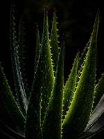HAND WASH     ALOE VERA | NEEM    No 9. MANDERIN | AMBER | VANILLA