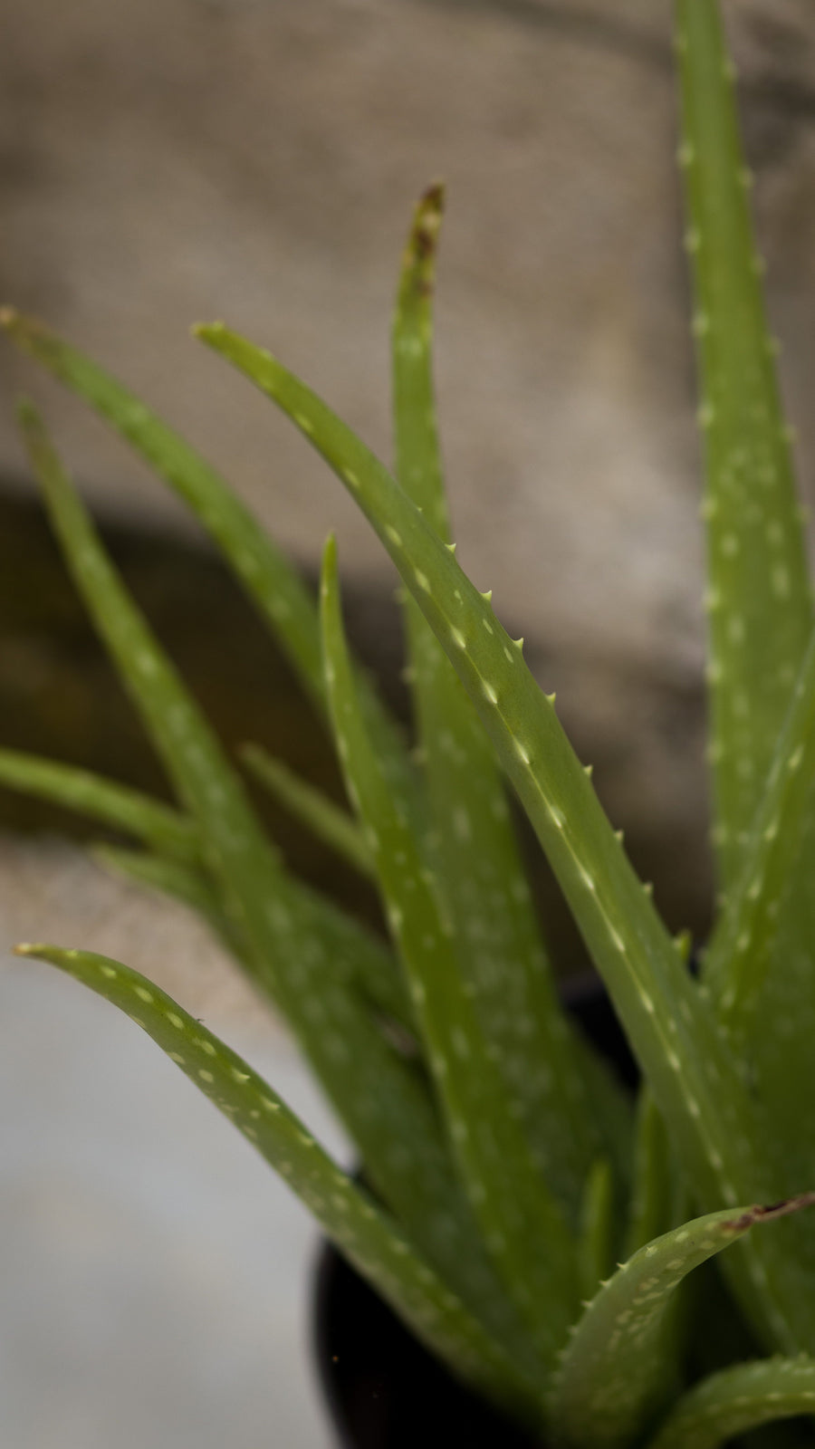 Aloe vera