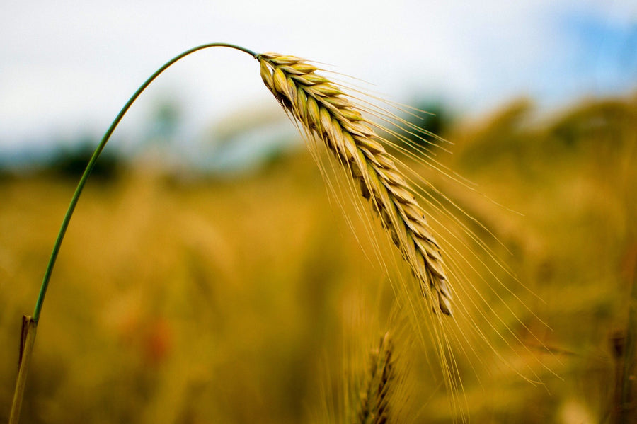 Barley