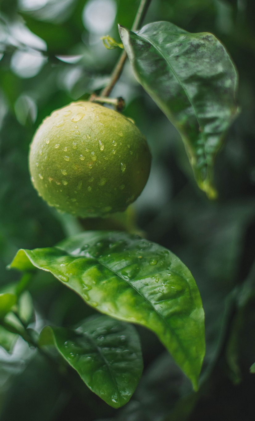 Bergamot