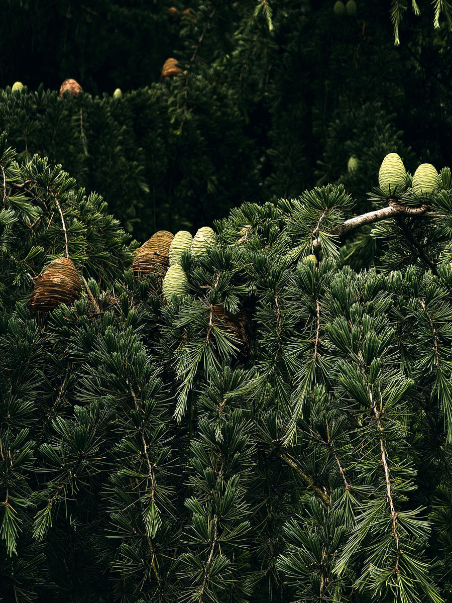 Cedarwood
