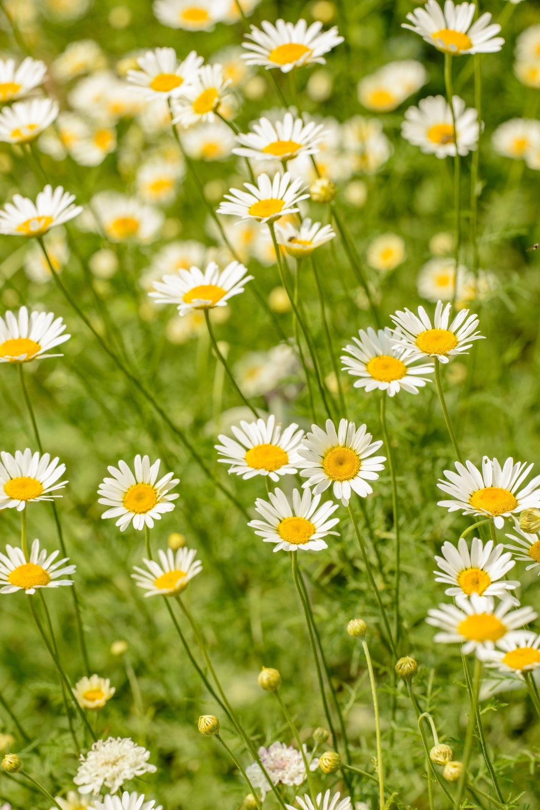 Nature has always been at the heart of Ma Earth Botanicals.