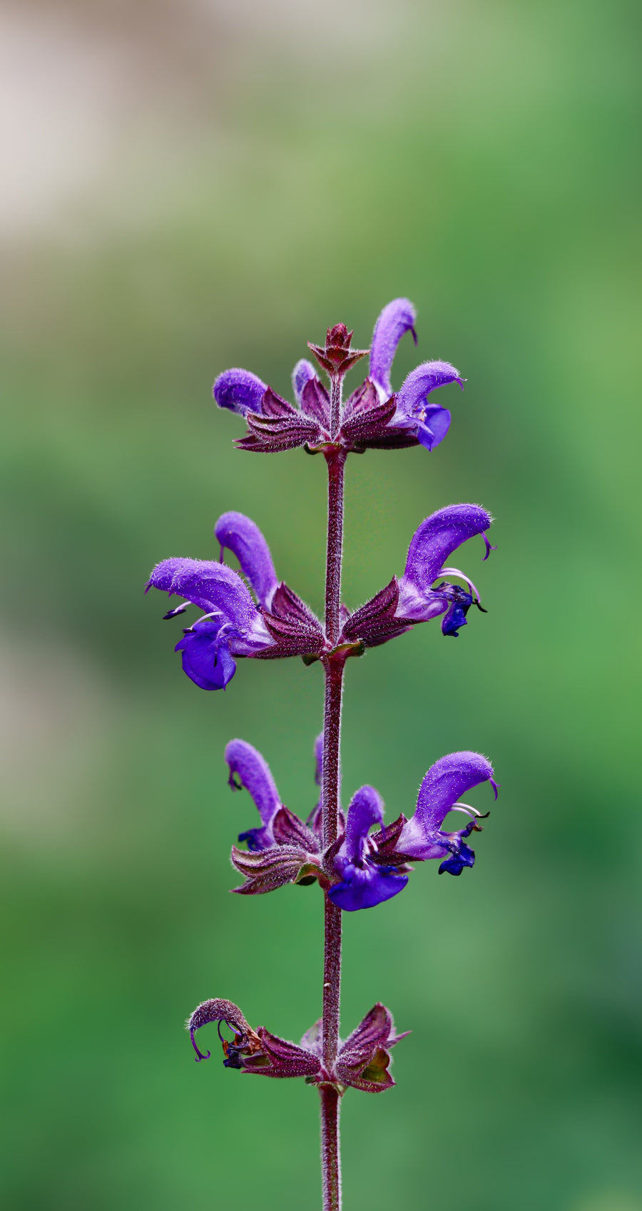 Clary sage