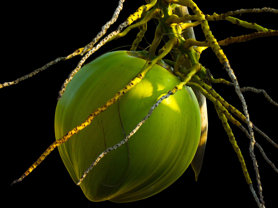 Coconut Oil
