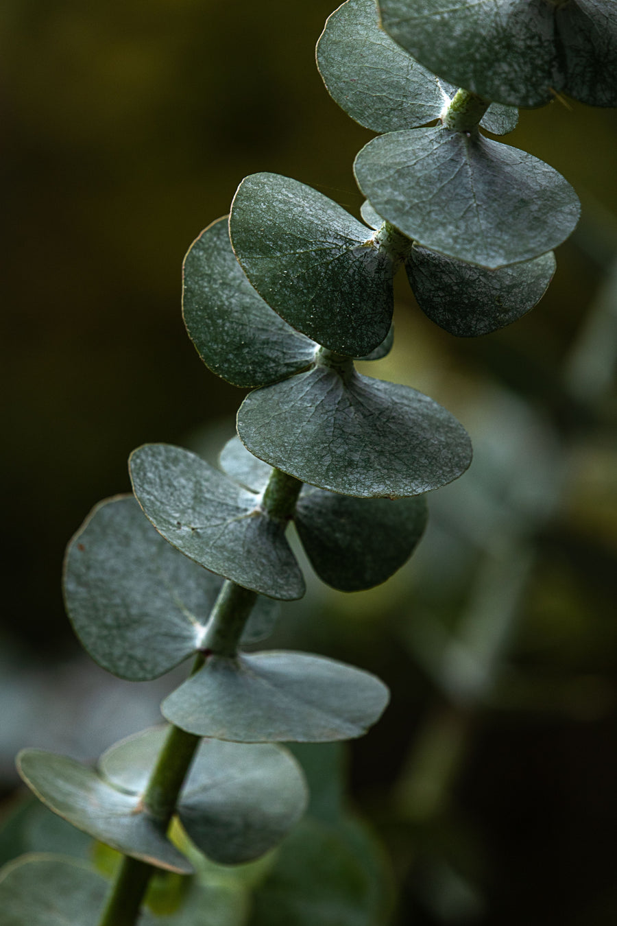 Eucalyptus