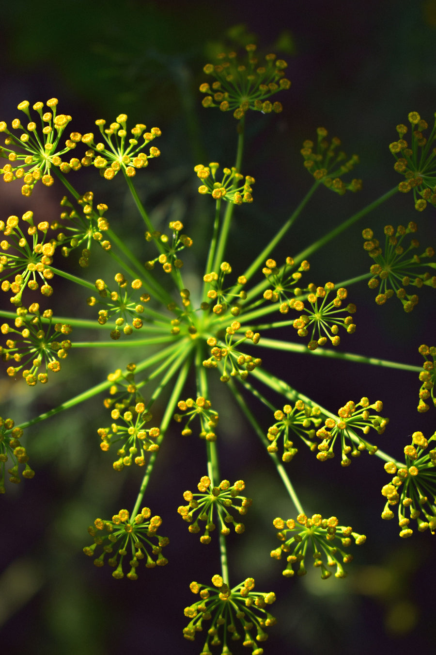 Fennel