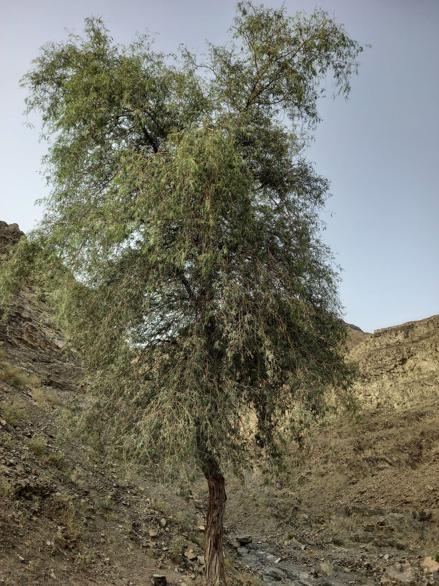 Frankincense