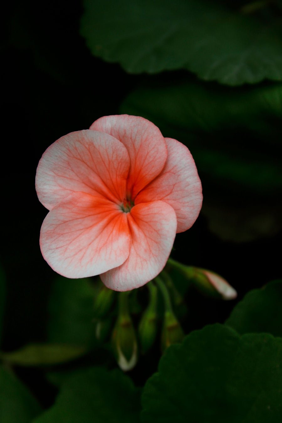 Geranium