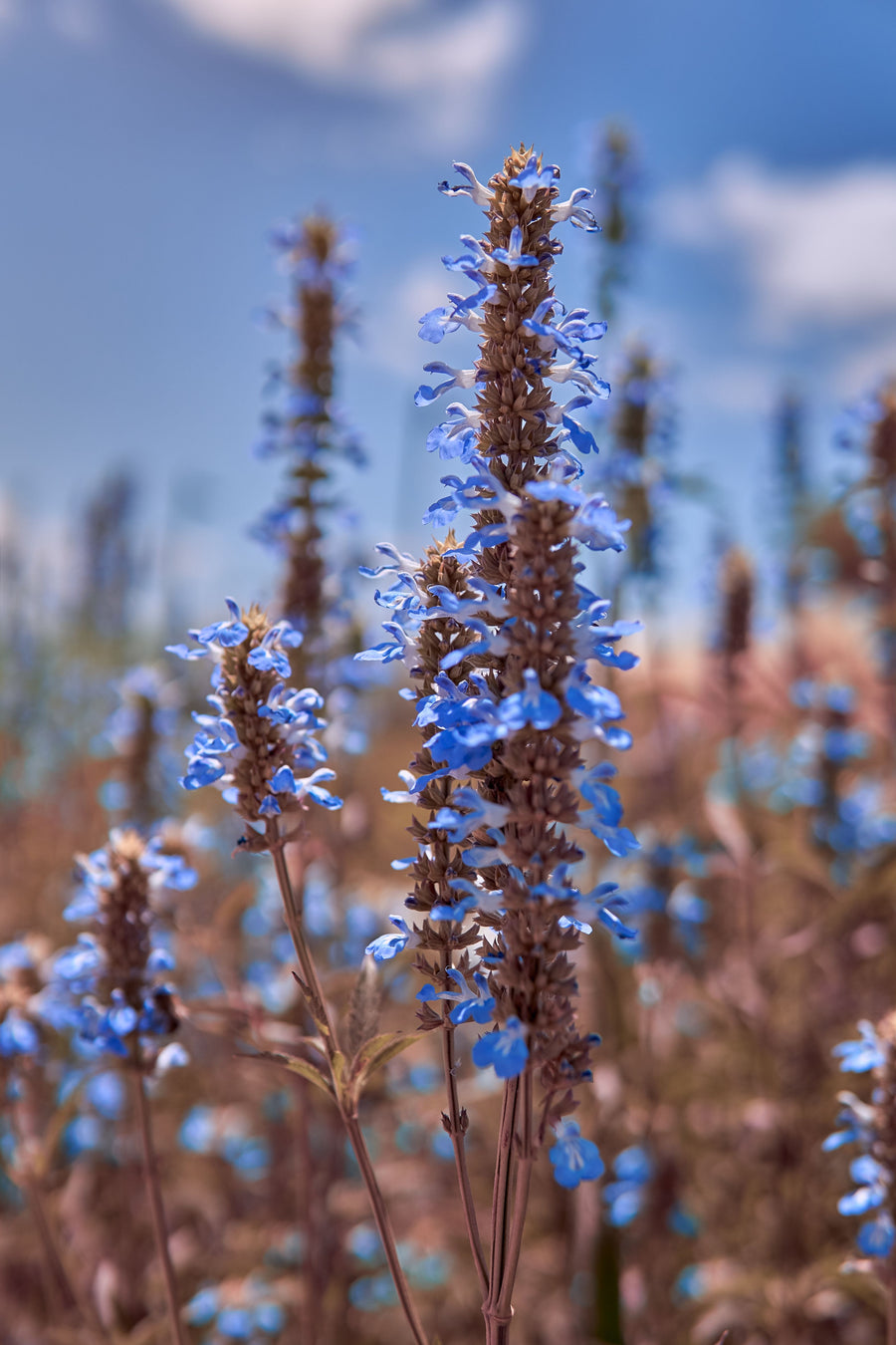 Hyssop