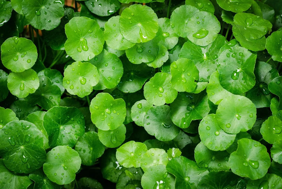Gotu kola