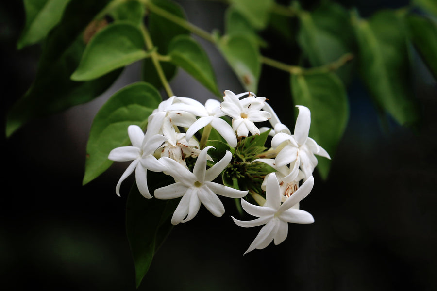 Jasmine
