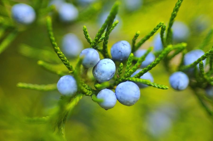 Juniper