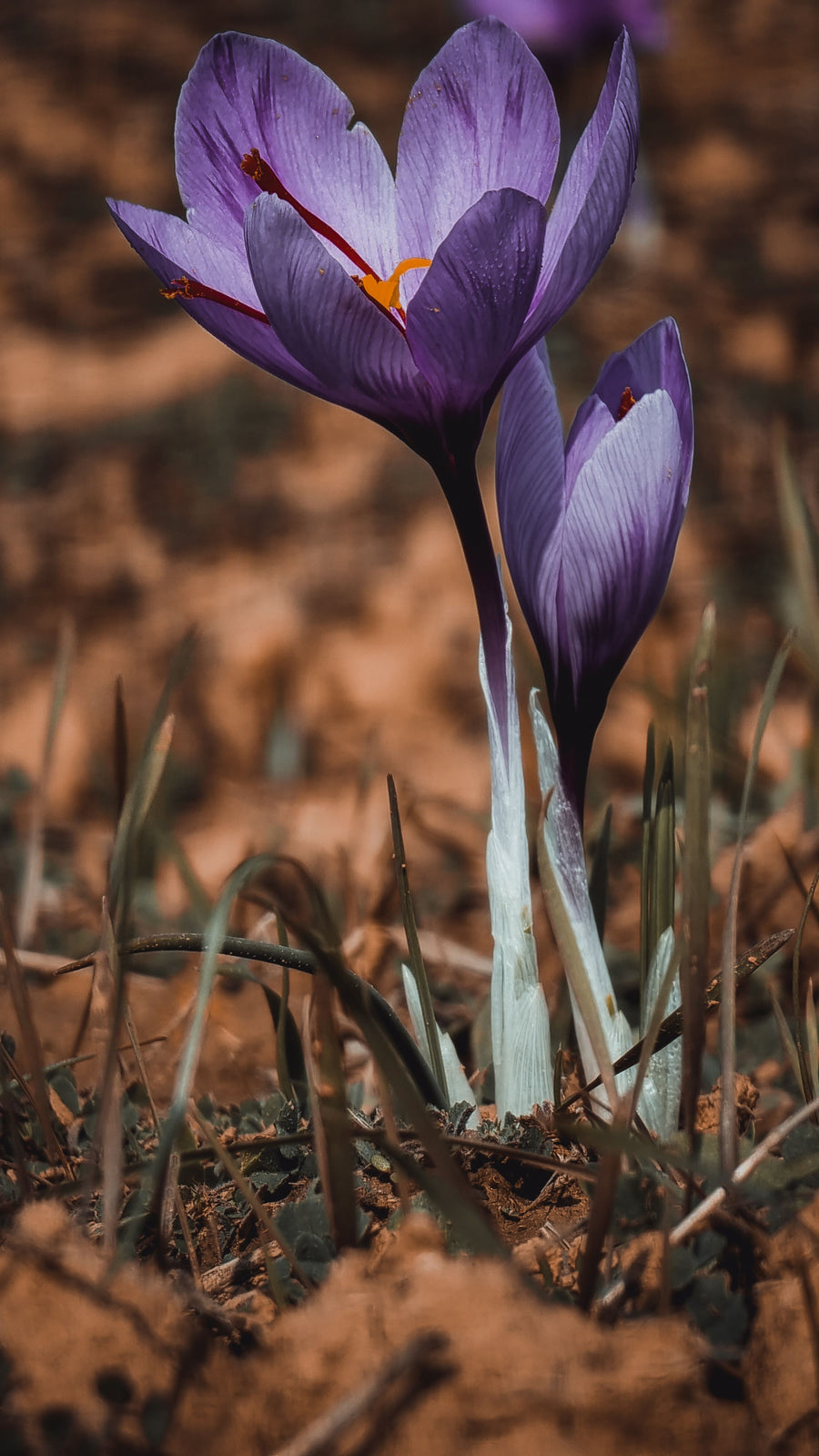 Kashmiri Saffron