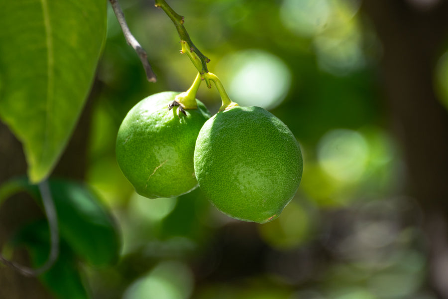 Lime