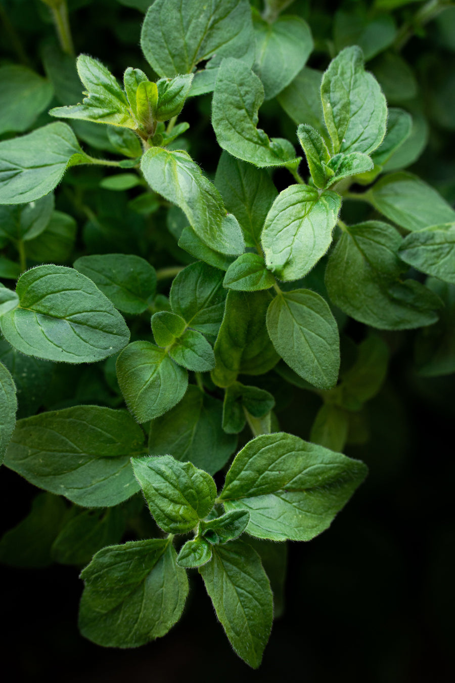 Marjoram