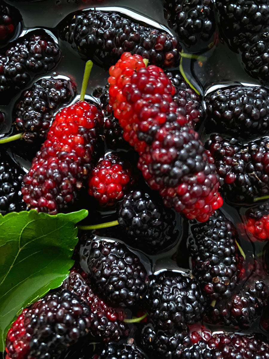 Mulberry