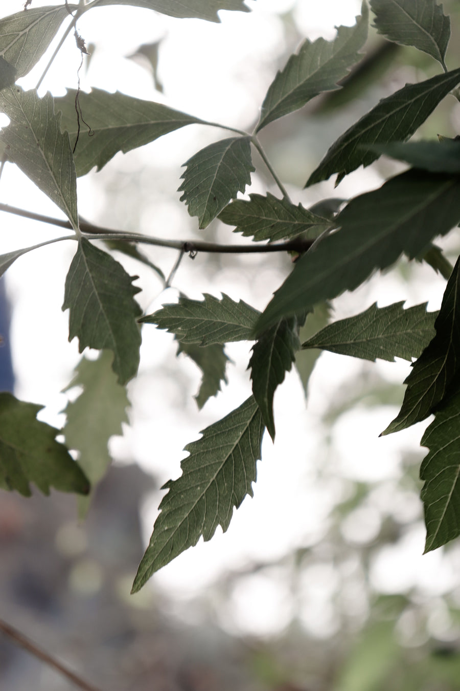 Neem Leaf