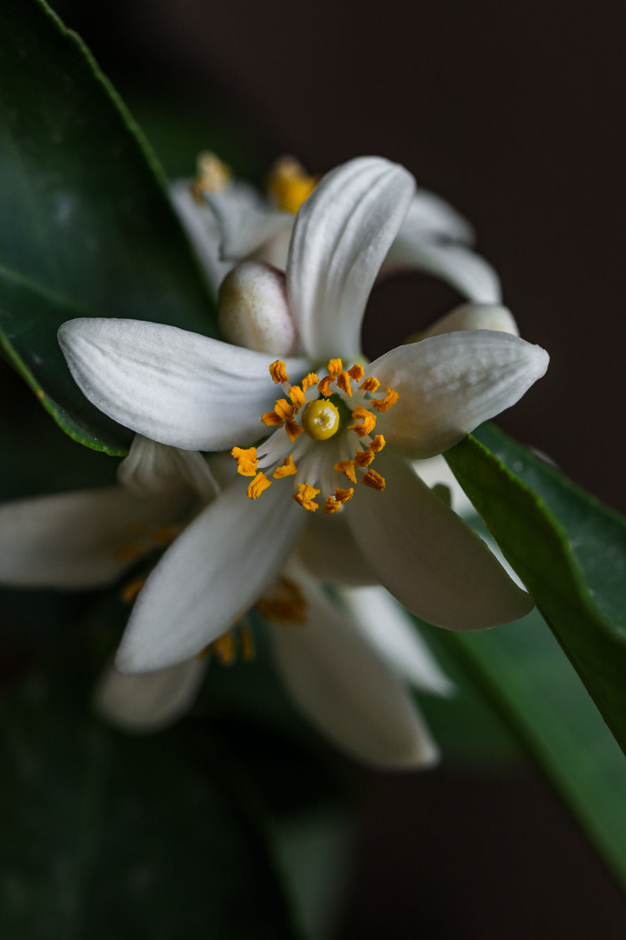 Neroli