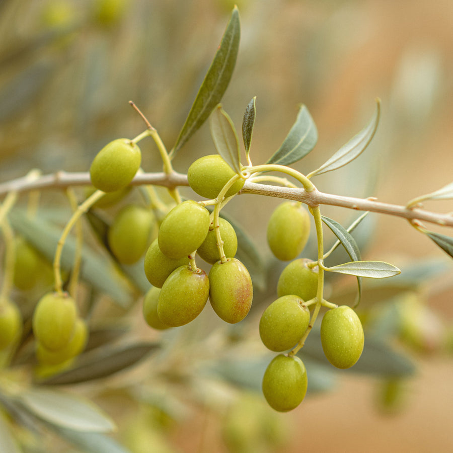 Olive oil