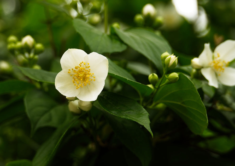 Orange Blossom
