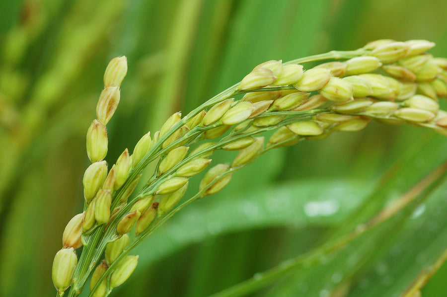 Rice Bran Oil