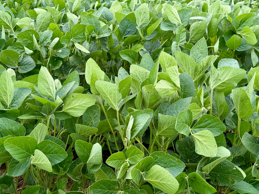 Soya Bean Oil