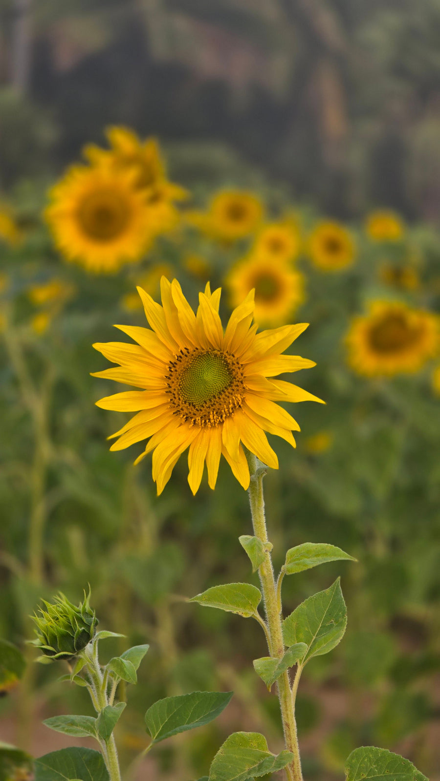 Sunflower Oil