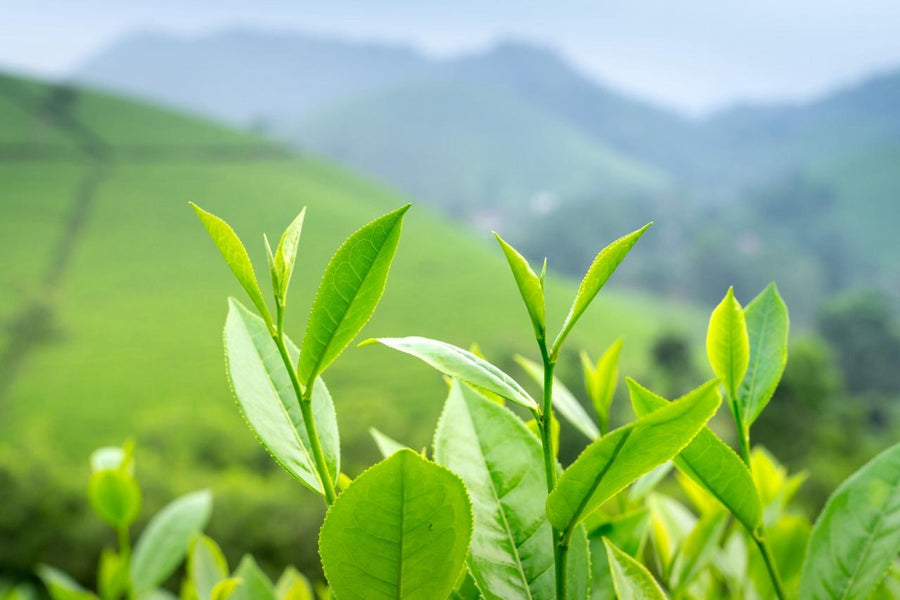 Tea Extract
