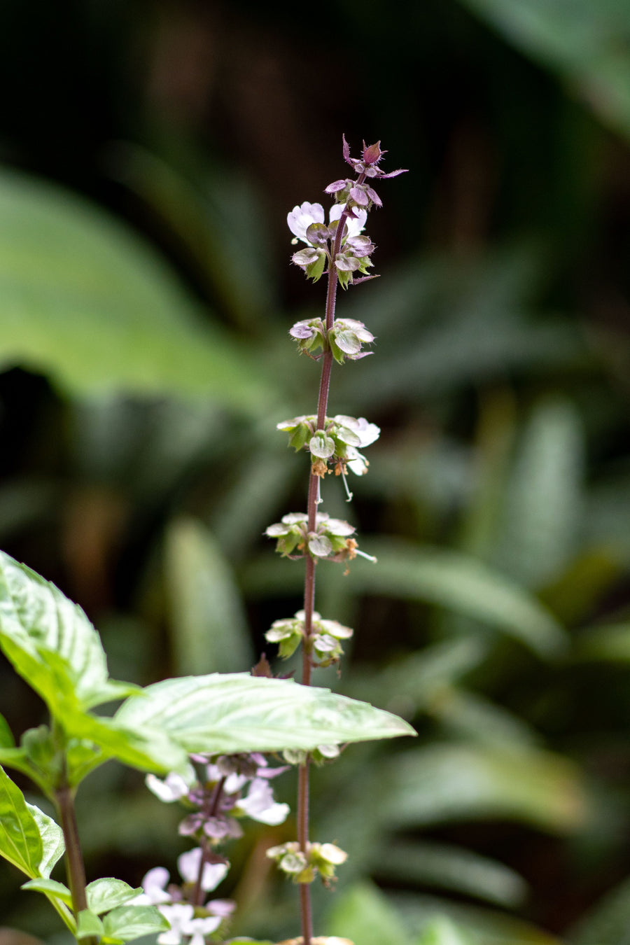 Tulsi
