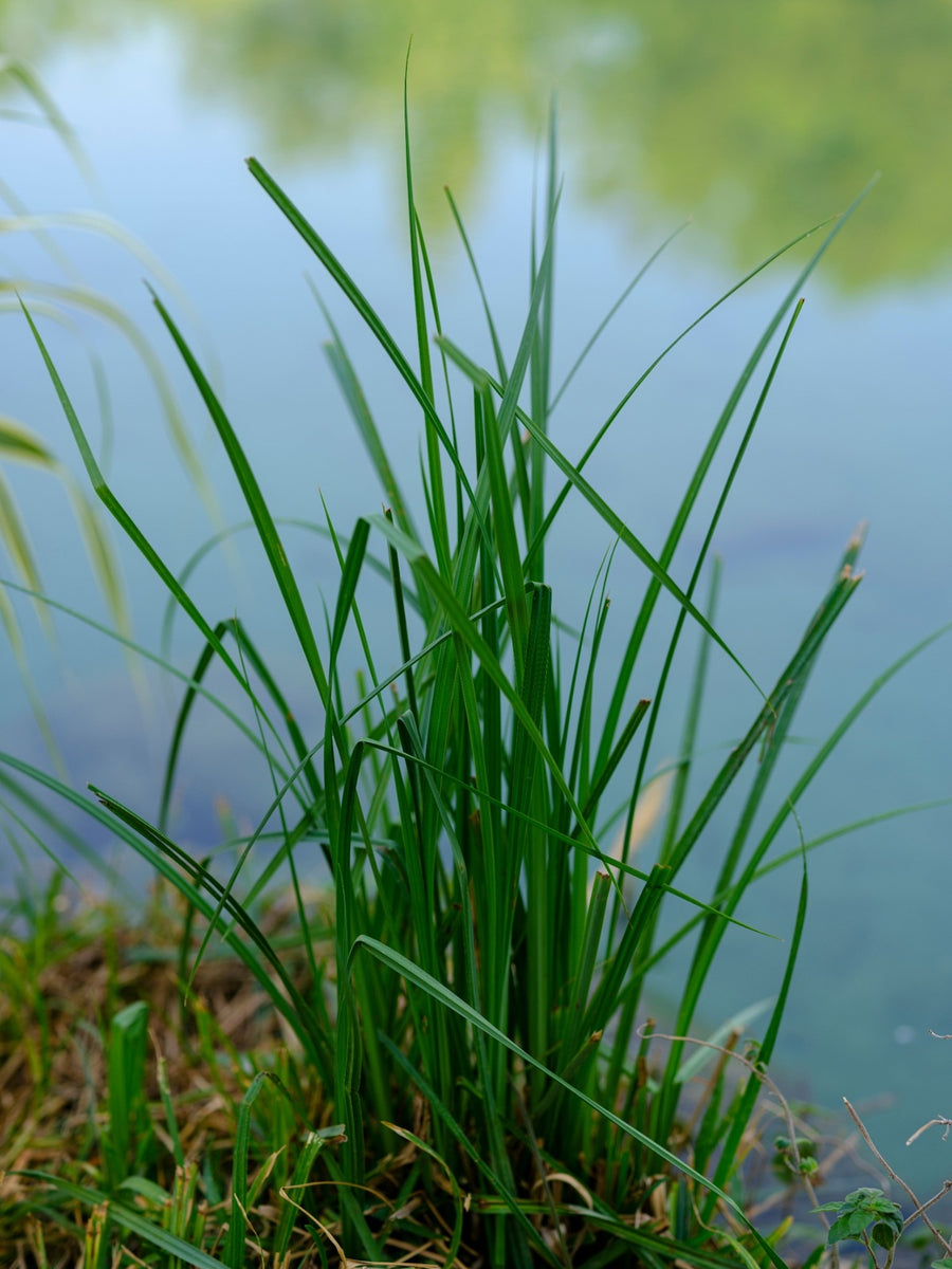 Vetiver