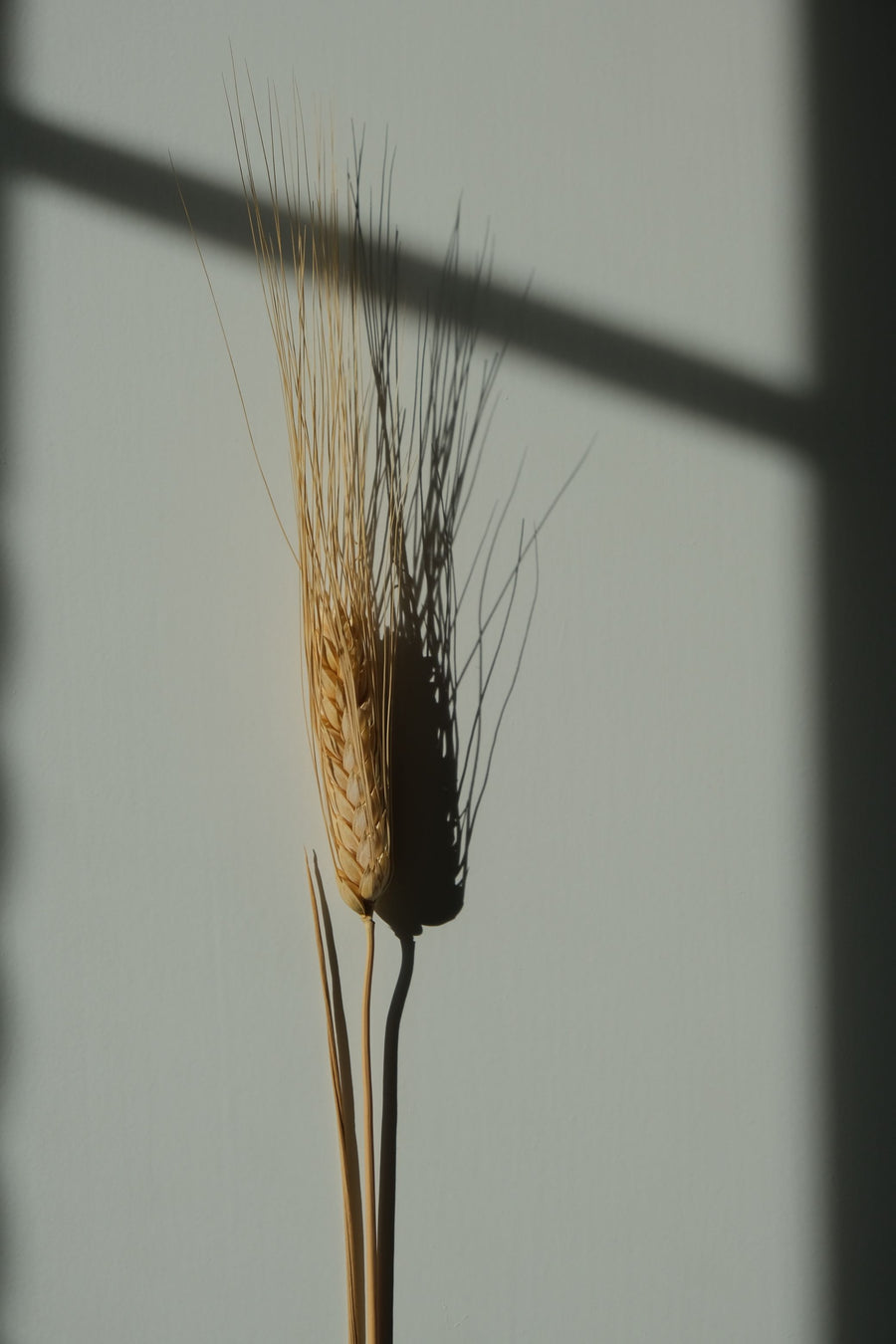 Wheat Extract