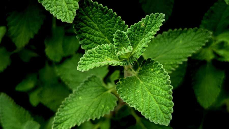 Wild Mint