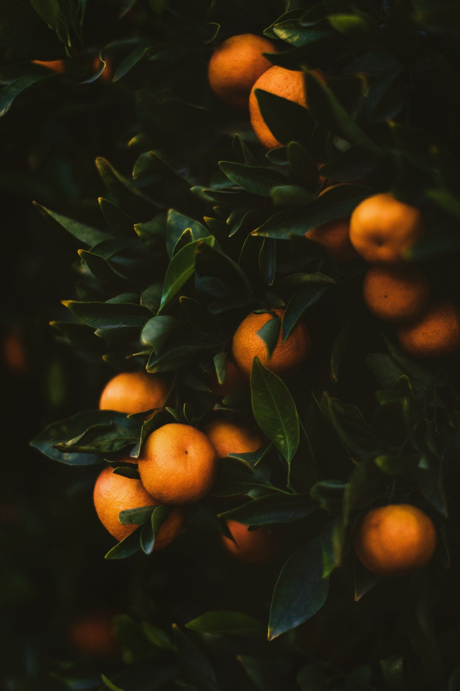 Mandarin