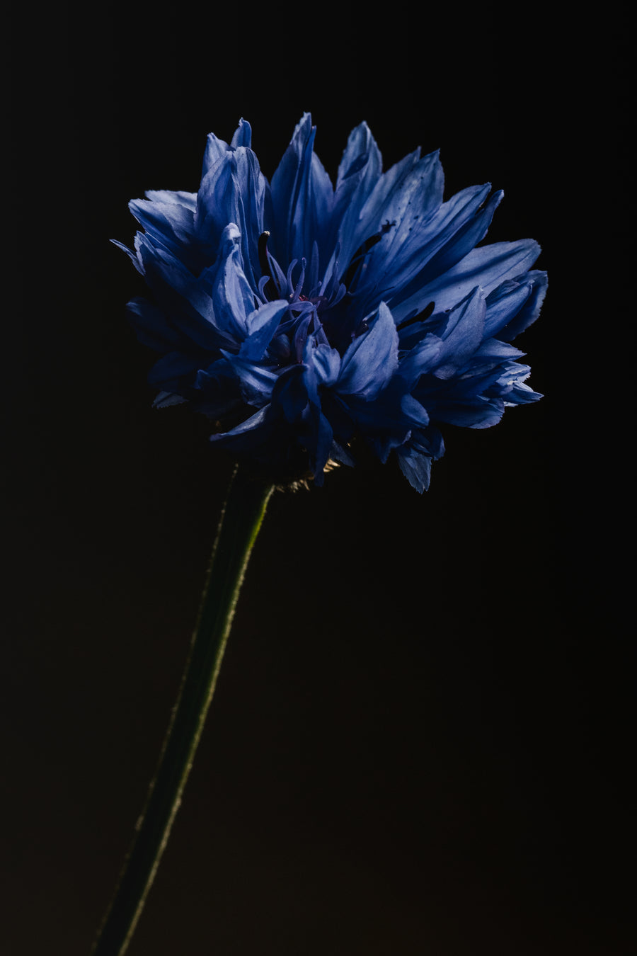 Nigella Seed Oil 