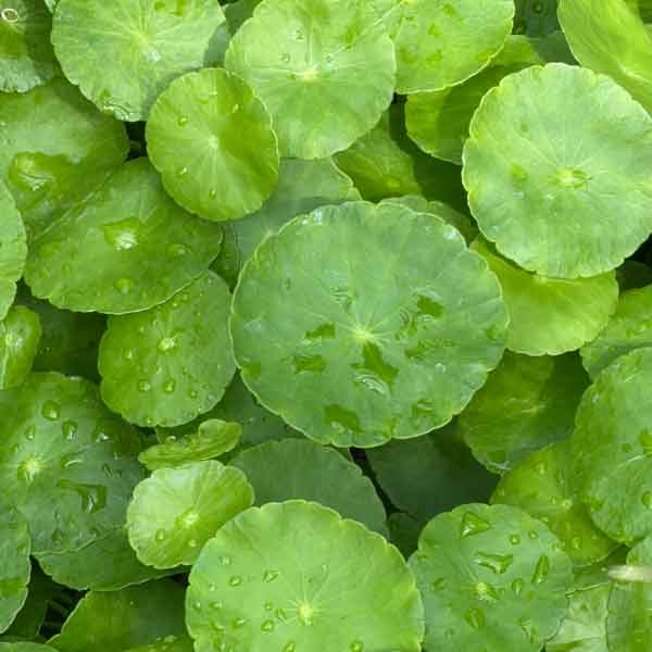 Brahmi