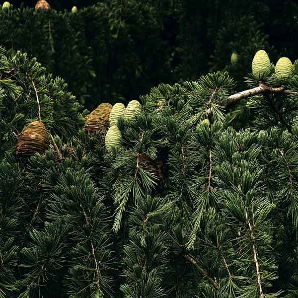 Cedarwood 