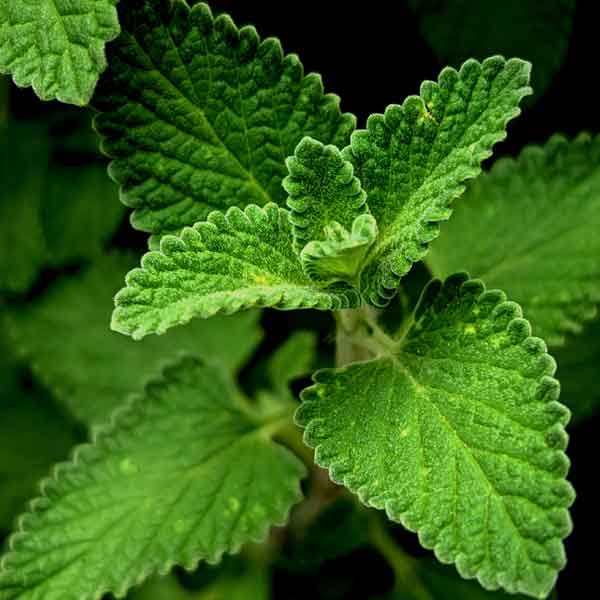 Peppermint 