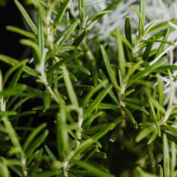 Rosemary 